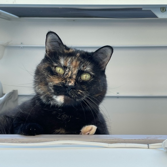 Everything listed after this post is sold! - Picture 10 of 11